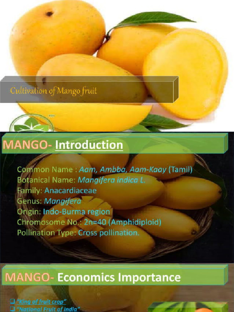 Cultivation of Mango | PDF