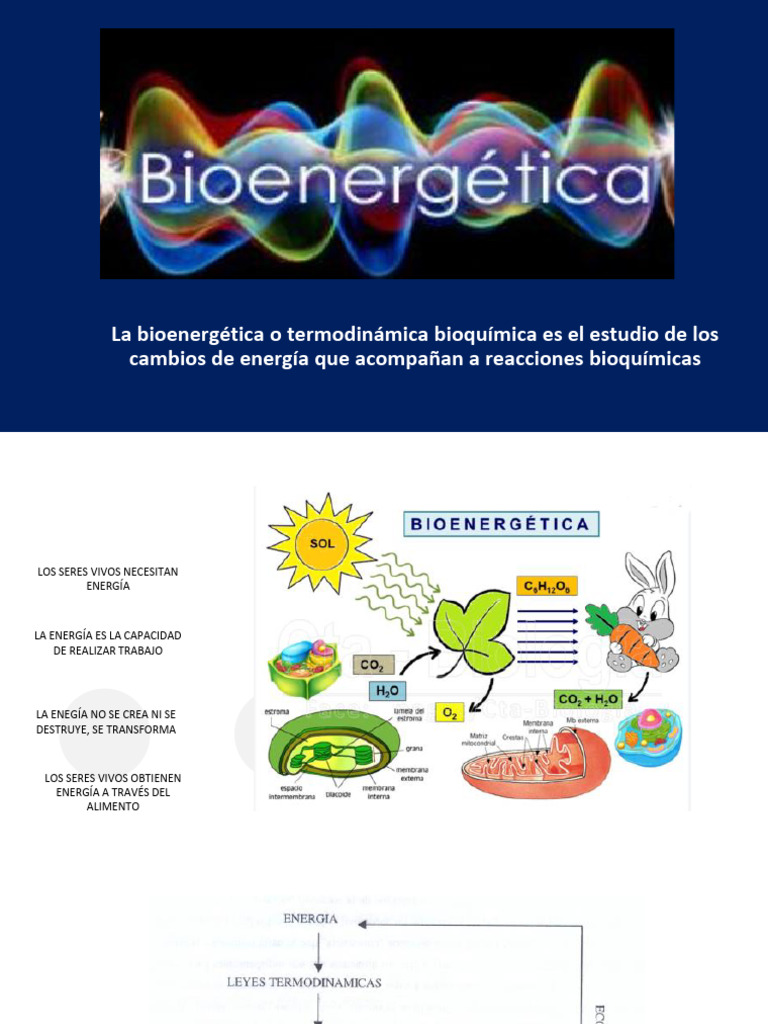 Bioenergetica | PDF