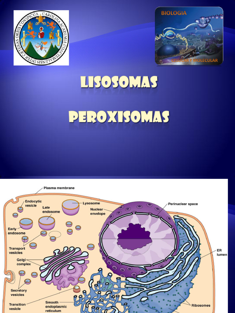 Lisosomas | PDF | Lisosoma | Lípido