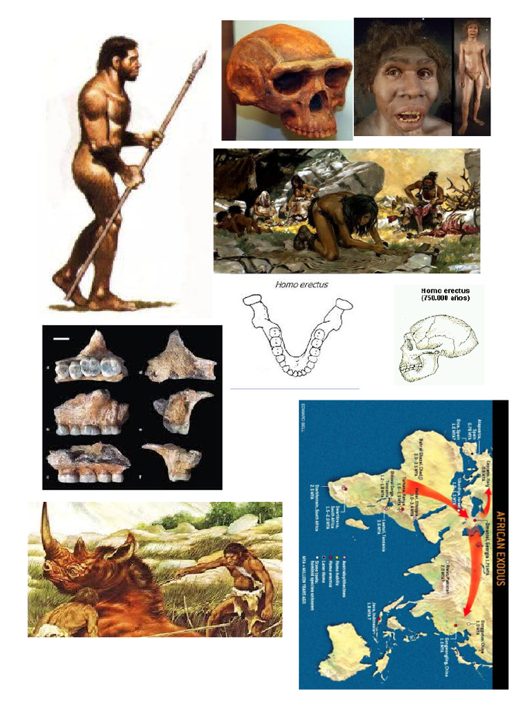 Erectus | PDF