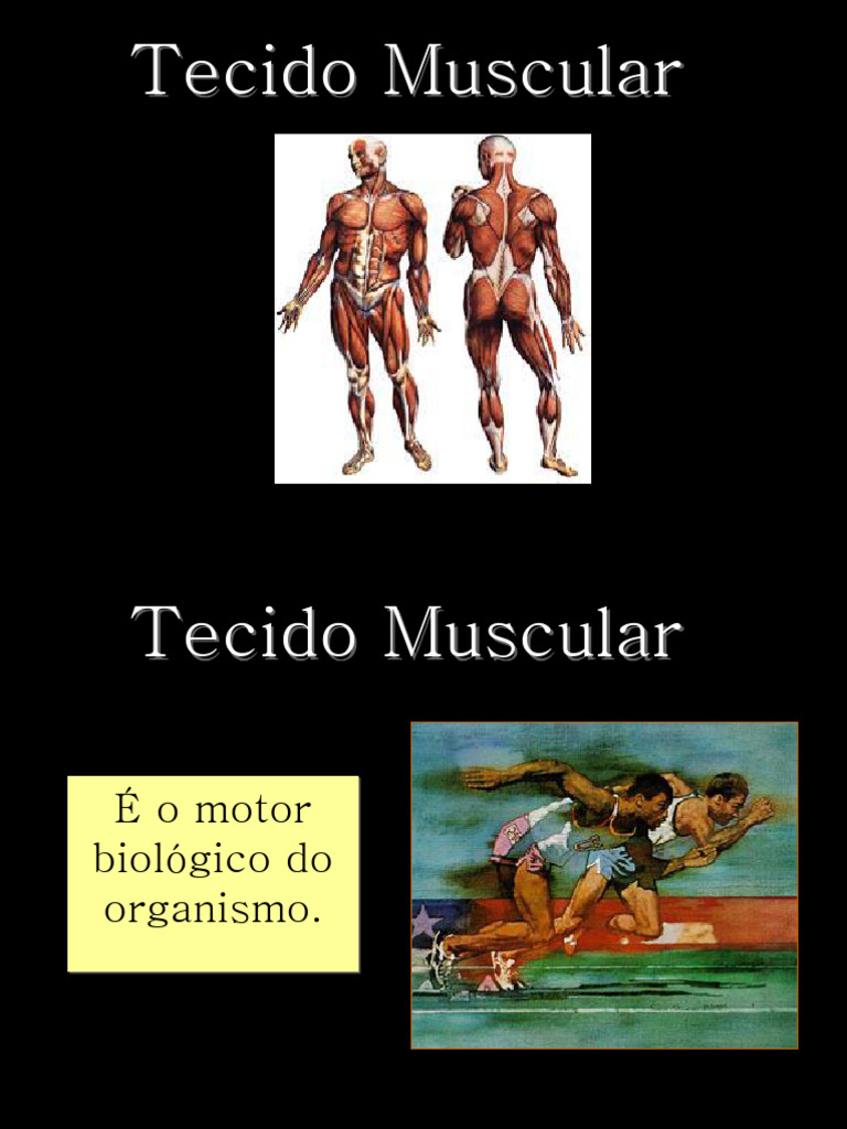 Tecido Muscular | PDF
