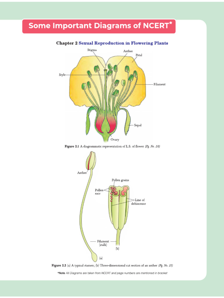 Class 12 Important Digrams | PDF