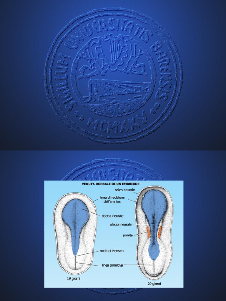Anatonomofisiologia Rachide | PDF