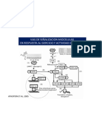 Signalling in Skeletal Muscle