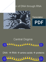 Expression of DNA Through RNA