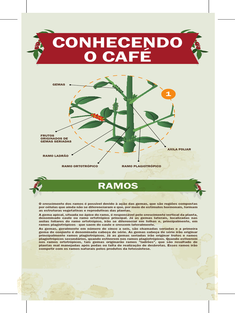 Conhecendo o café | PDF