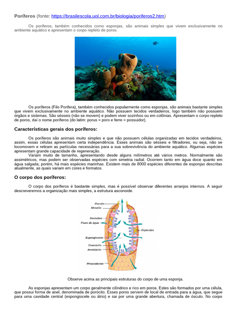 Características dos Poríferos e Estruturas | PDF | Esponja | Casa e Jardim
