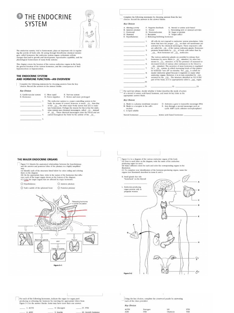 Answer Key Endocrine PDF