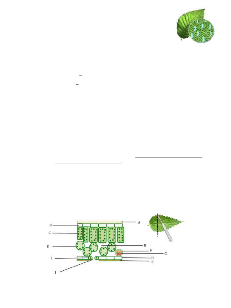 GRADE 10 - Transpiration Worksheet 1 | PDF