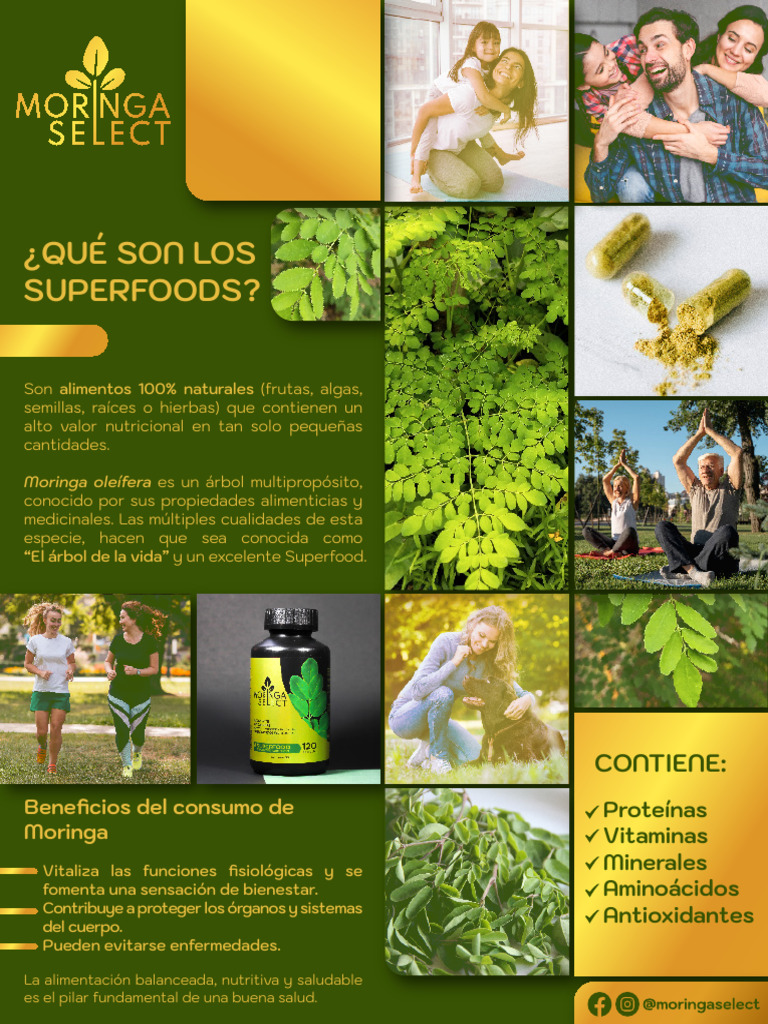 Cómo invernar Moringa con éxito, image size:768x1024