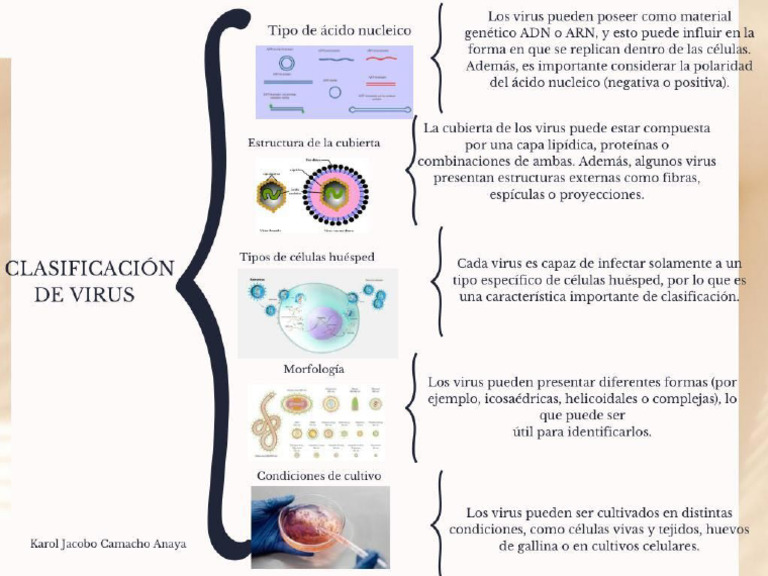 Clasificación de Virus | PDF