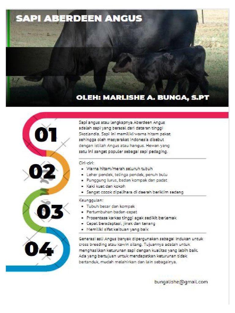 Leaflet Sapi Aberdeen Angus | PDF
