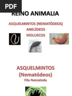 Biologia8Asquelmintos - Anelideos - Moluscos