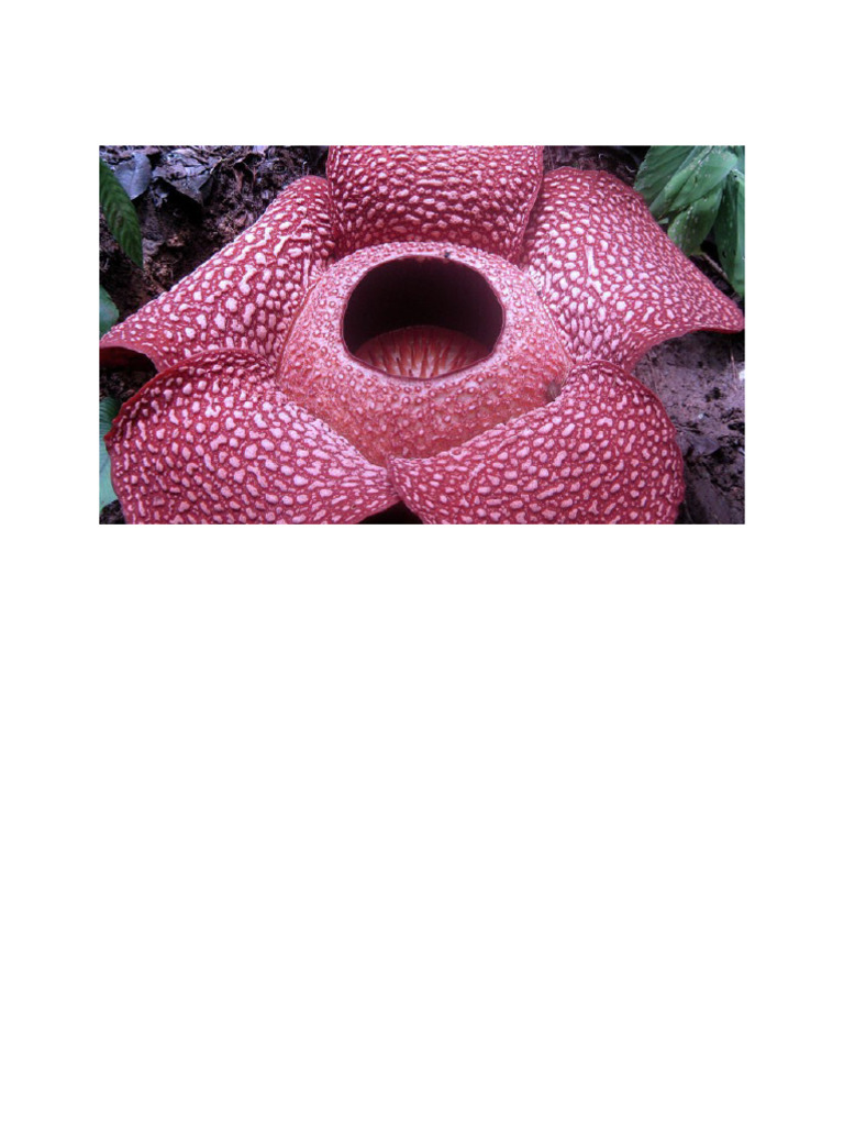 Raflesia | PDF