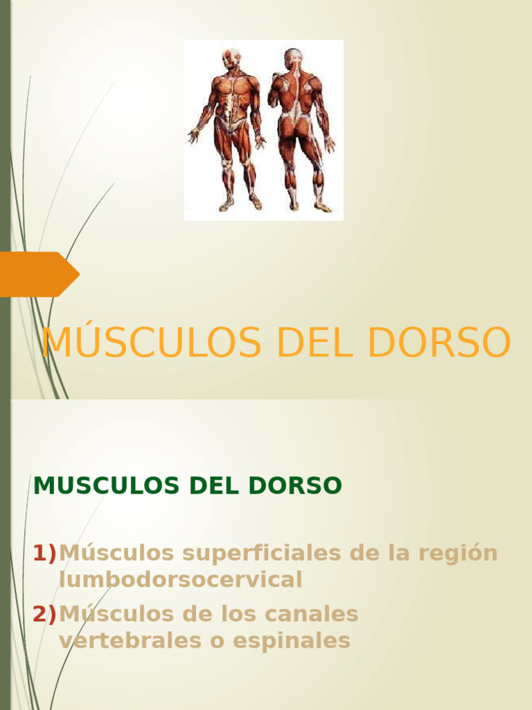 04musculos Del Dorso Pdf