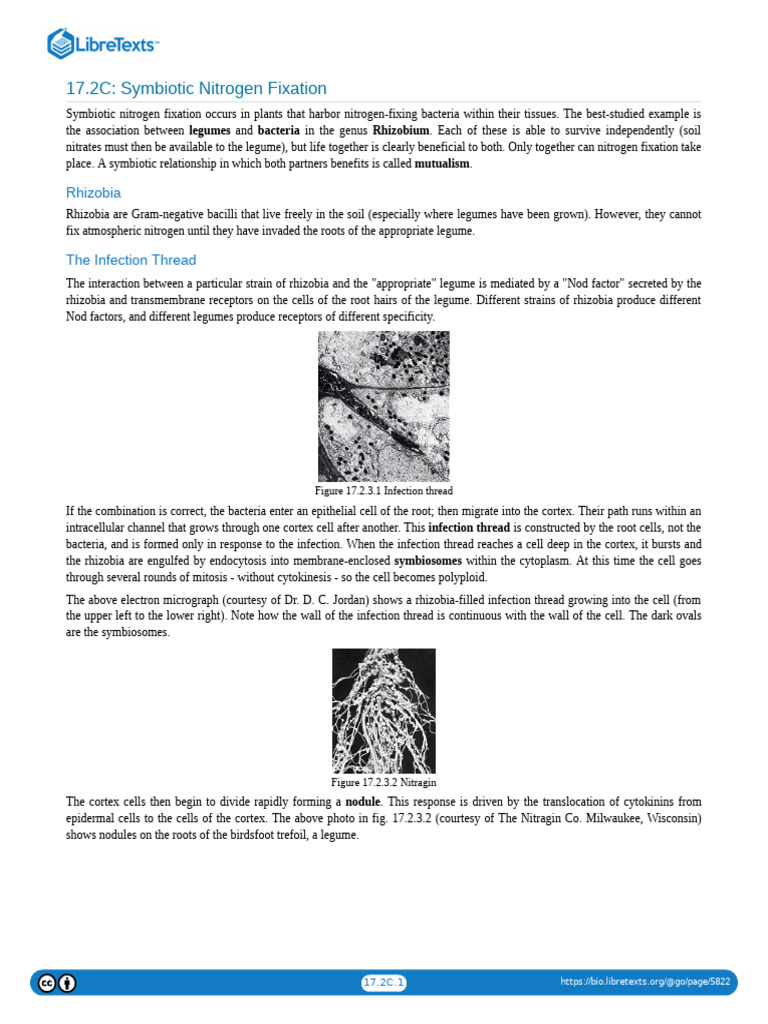 17.2C Symbiotic Nitrogen Fixation | PDF | Root | Home & Garden