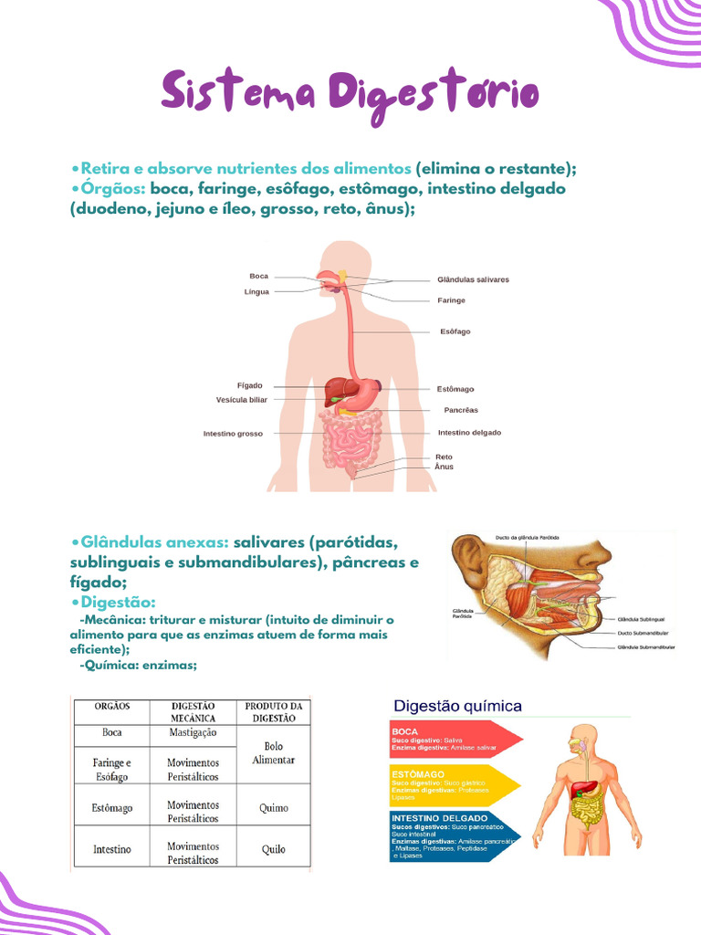 Sistema Digestório - 20231031 - 172900 - 0000 | PDF