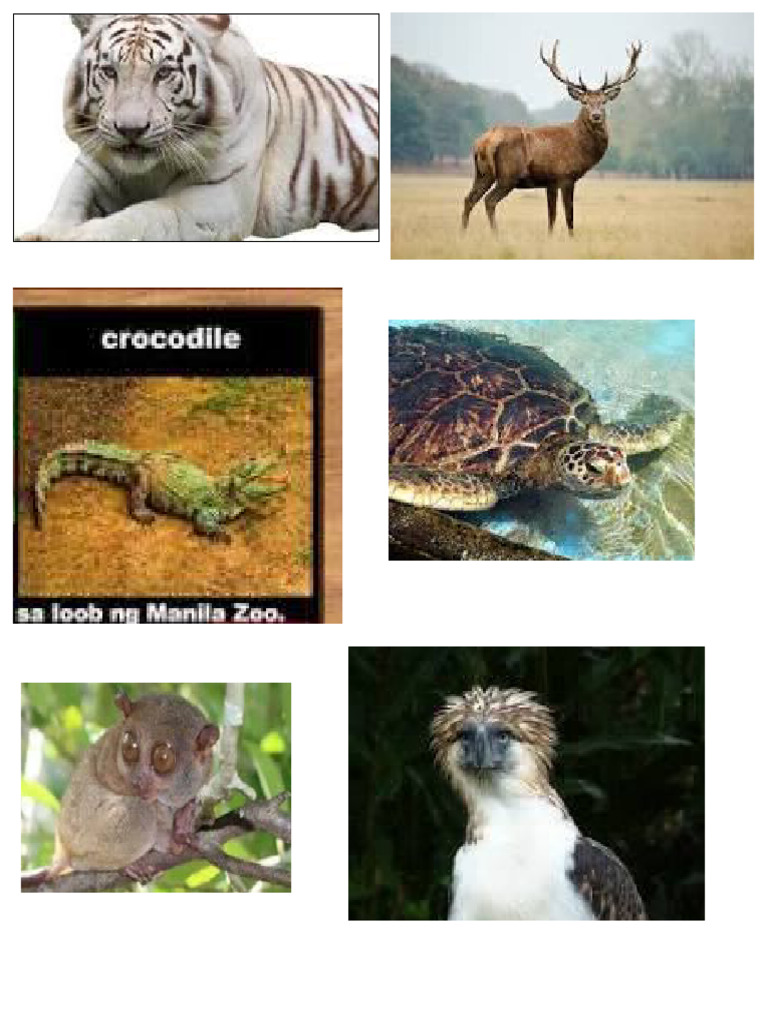 Wild Animals | PDF