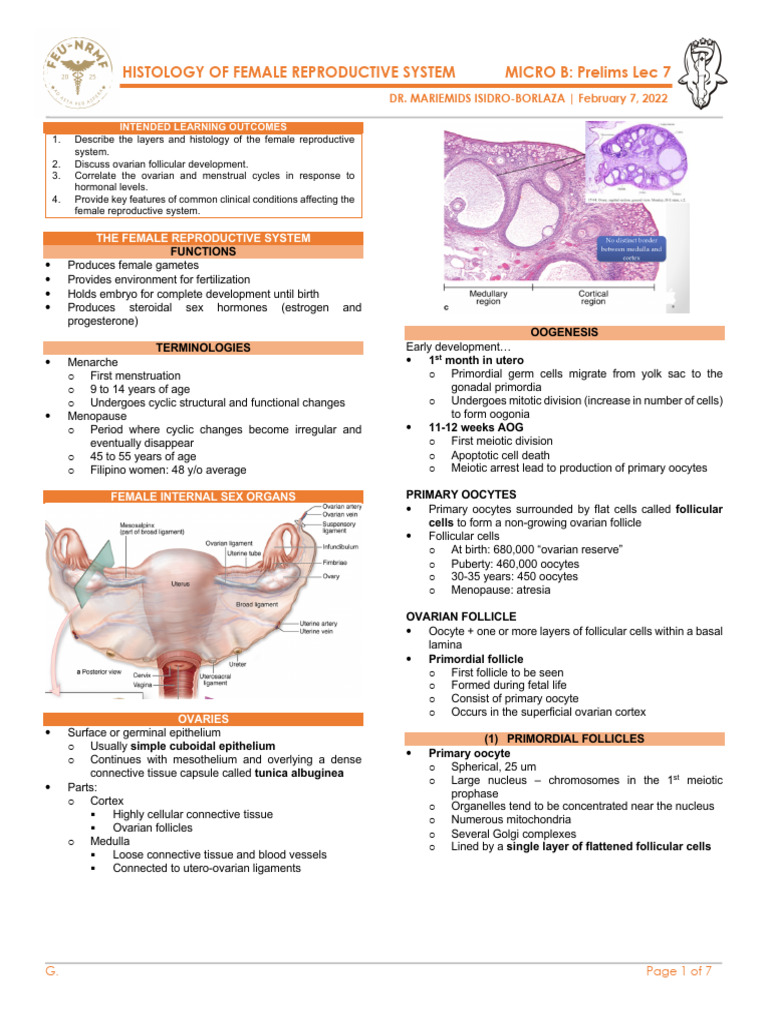 Ovarian Follicular Development Stages | PDF | Menstrual Cycle | Ovary