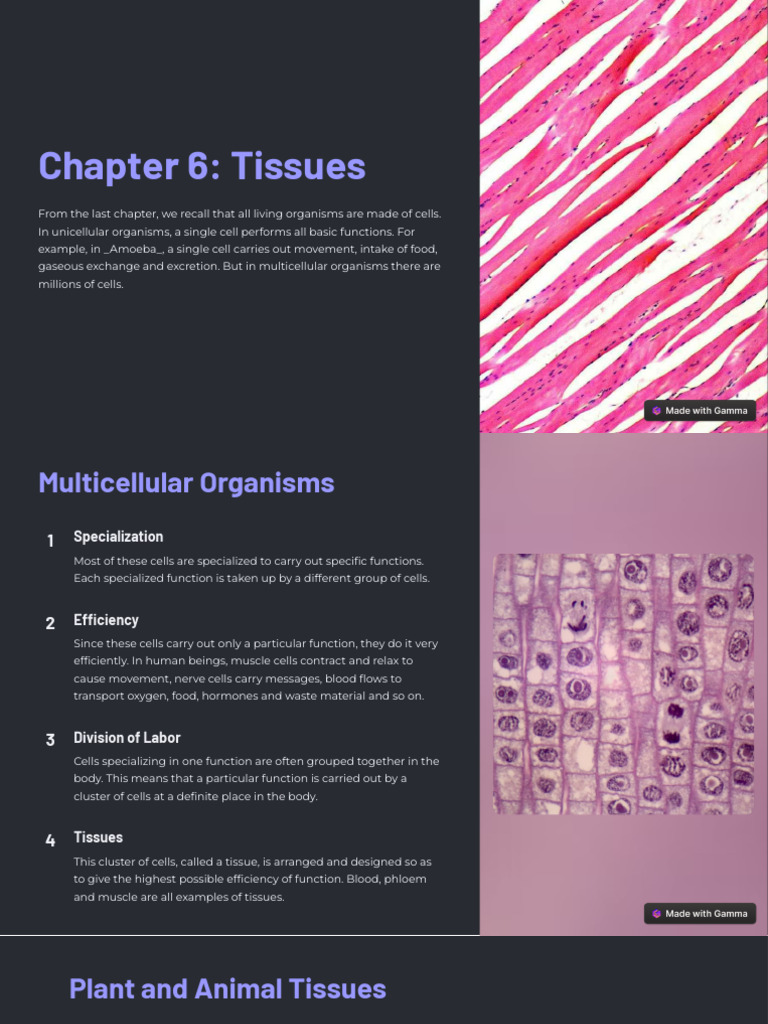 Chapter 6 Tissues | PDF