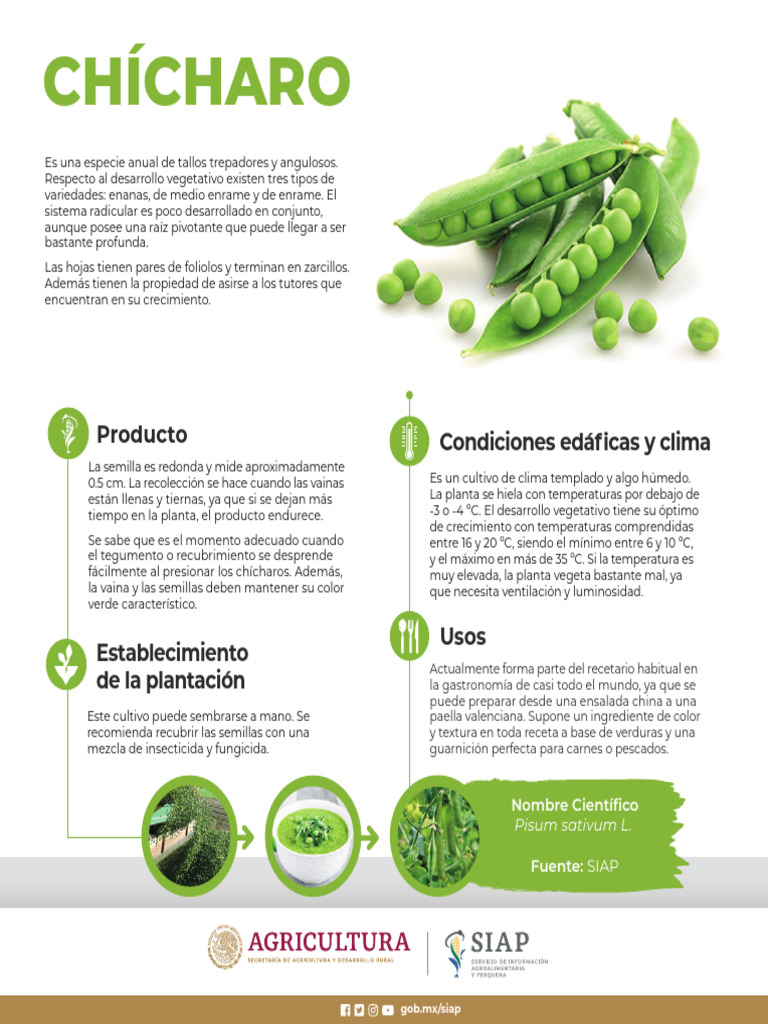 Chicharo Monografi A 2023 | PDF