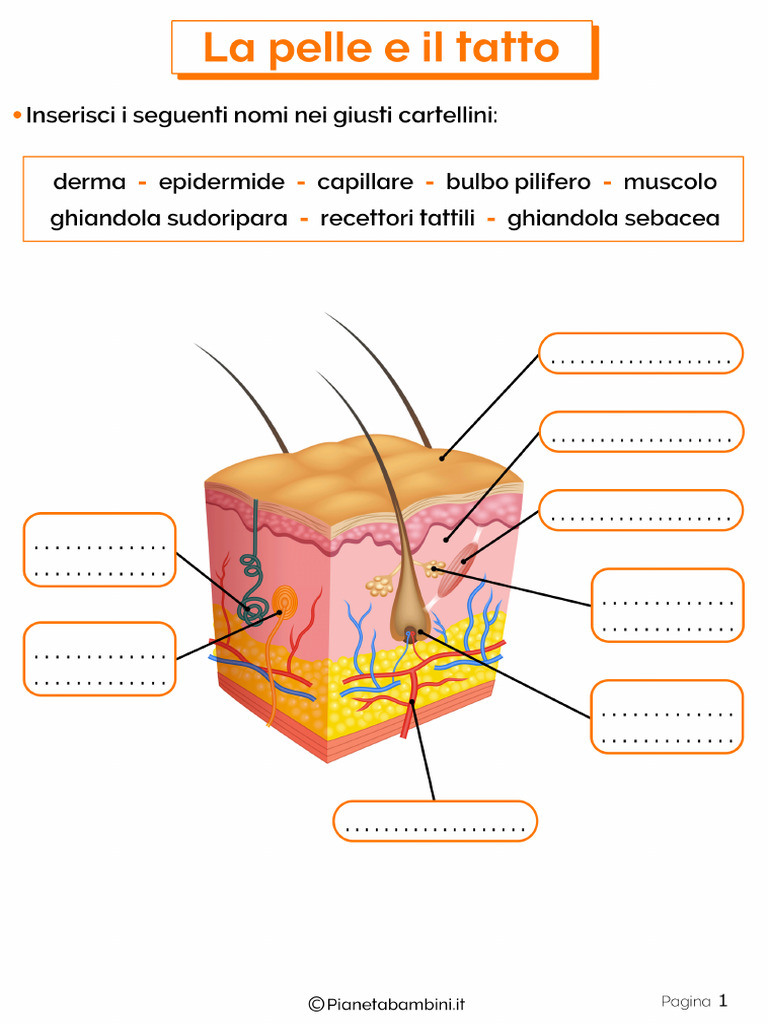 schede-didattiche-pelle-tatto-pdf