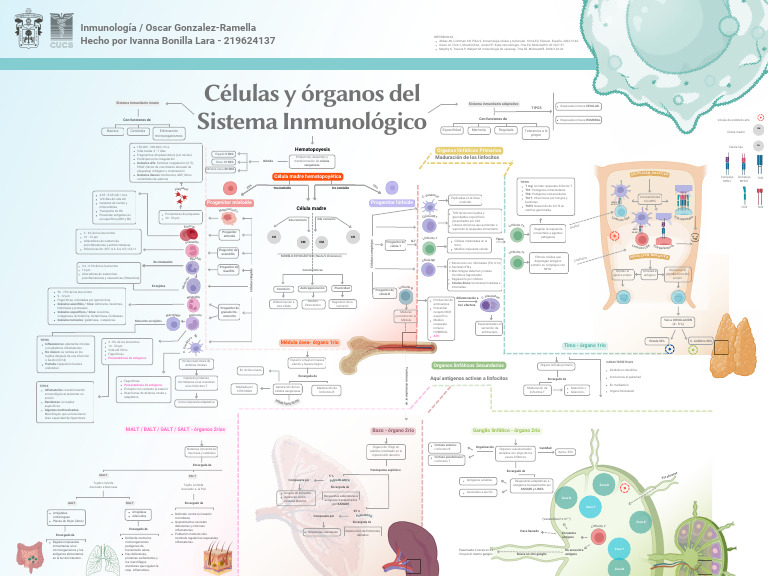 Células y Órganos Del Sistema Inmunológico | PDF