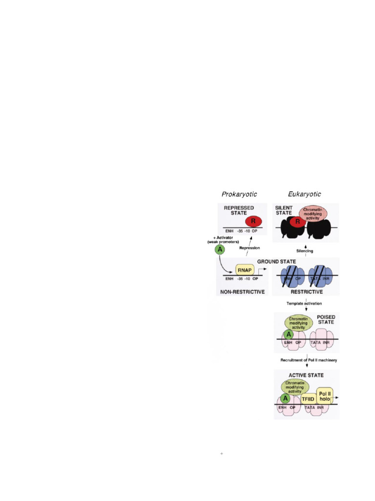 Fundamentally Different Logic of Gene Regulation in Eukaryotes and ...
