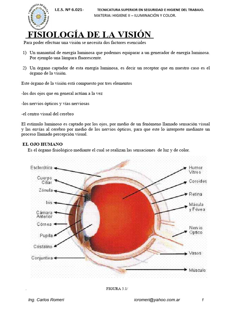 004 Anatomia OJO | PDF | Ojo humano | Percepción visual