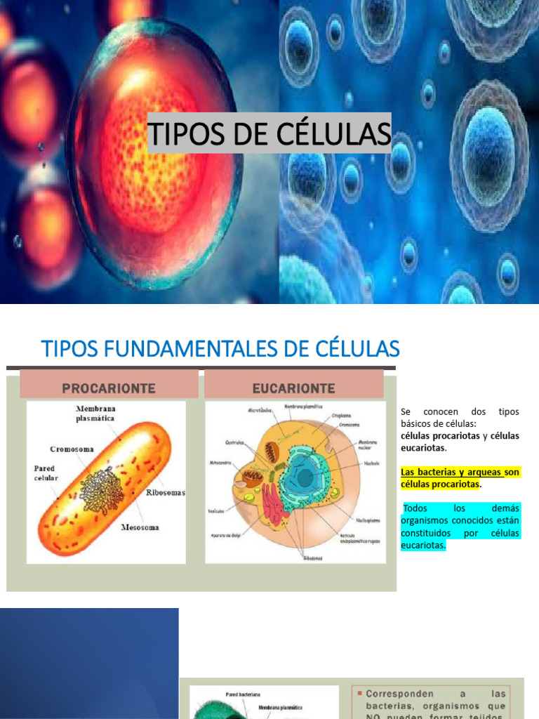 Diferencias entre células procariotas y eucariotas | PDF | Citoplasma ...