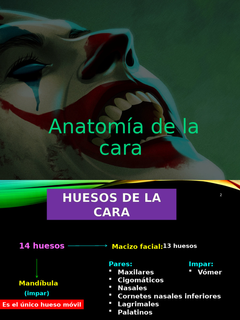 Anatomia de La Cara | PDF