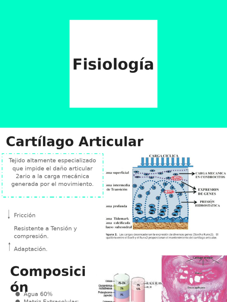 Osteo Art Ritis | PDF