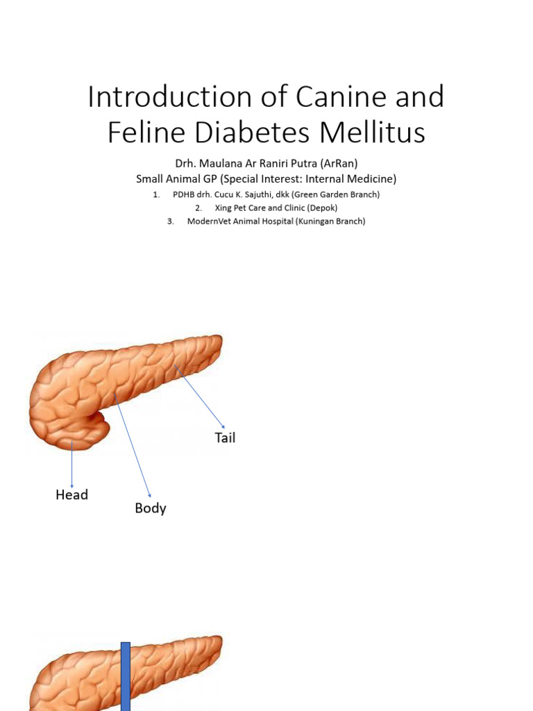 Introduction of Feline and Canine Diabetes Mellitus (DR.B Webinar) | PDF