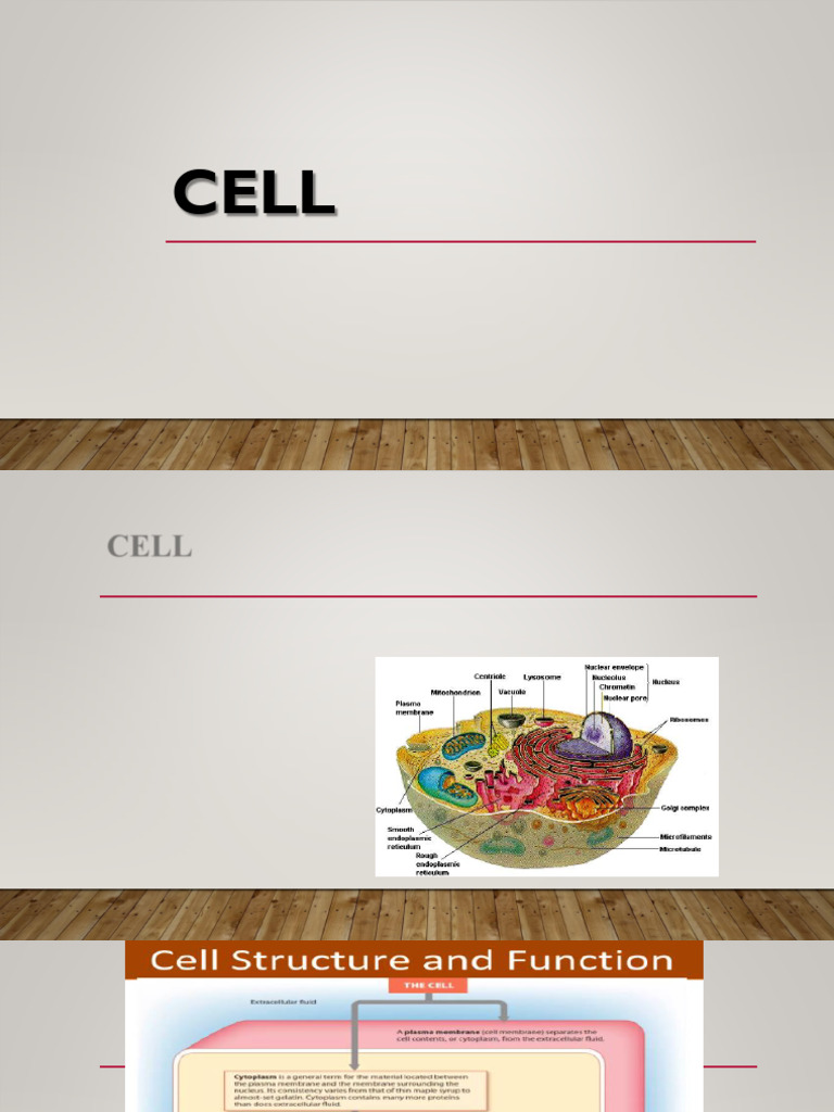 Overview of Cell Structure and Functions | PDF | Endoplasmic Reticulum ...