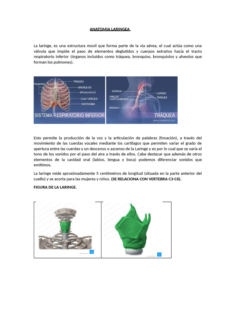Anatomia Laringea Pdf