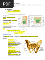 Anatomía de la Pelvis y Línea Innominada | PDF | Pelvis | Anatomía humana