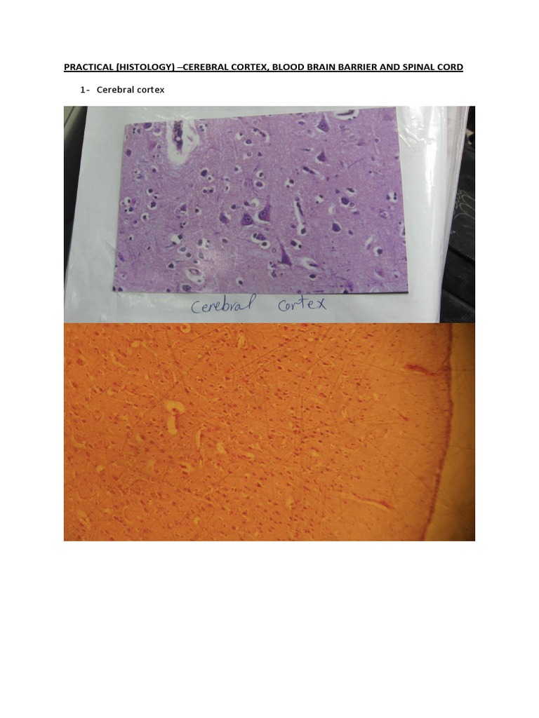 Cerebral Cortex, BBB, Spinal Cord | PDF | Social Science