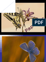 Papillons02