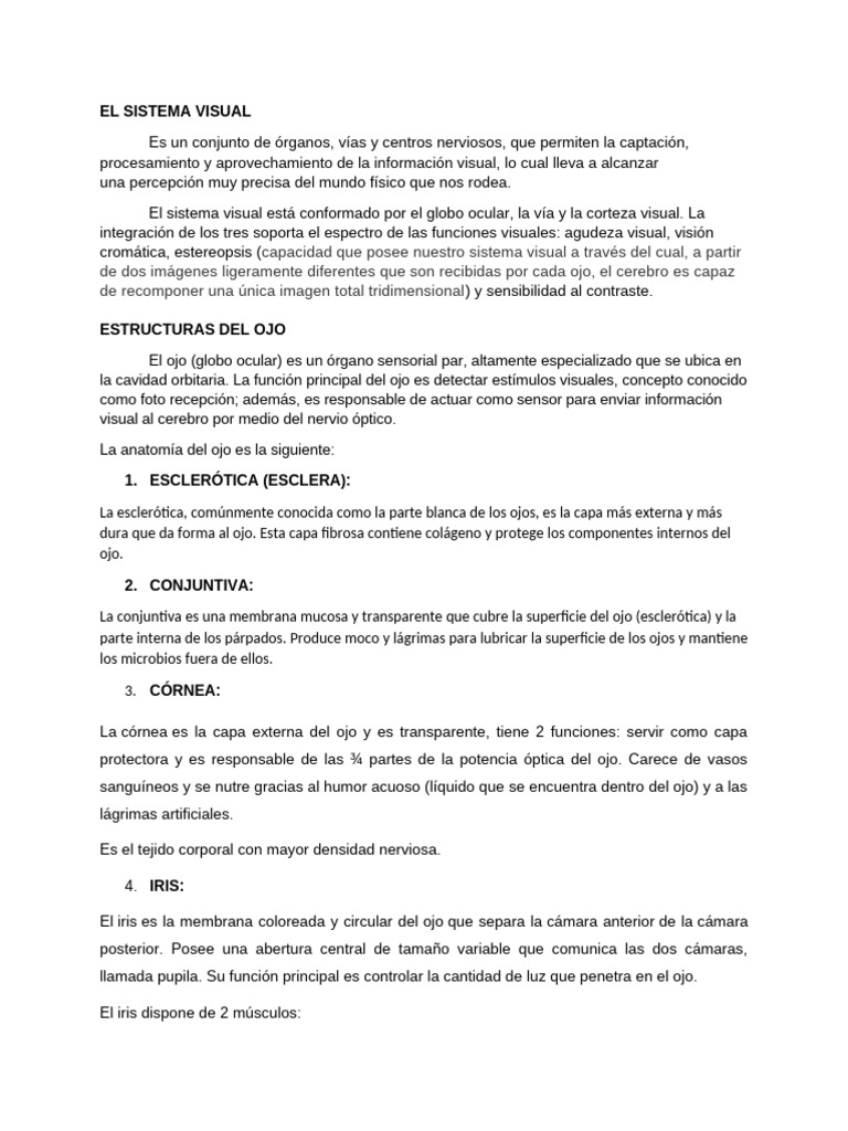 Anatomía y Función del Sistema Visual | PDF | Percepción visual ...