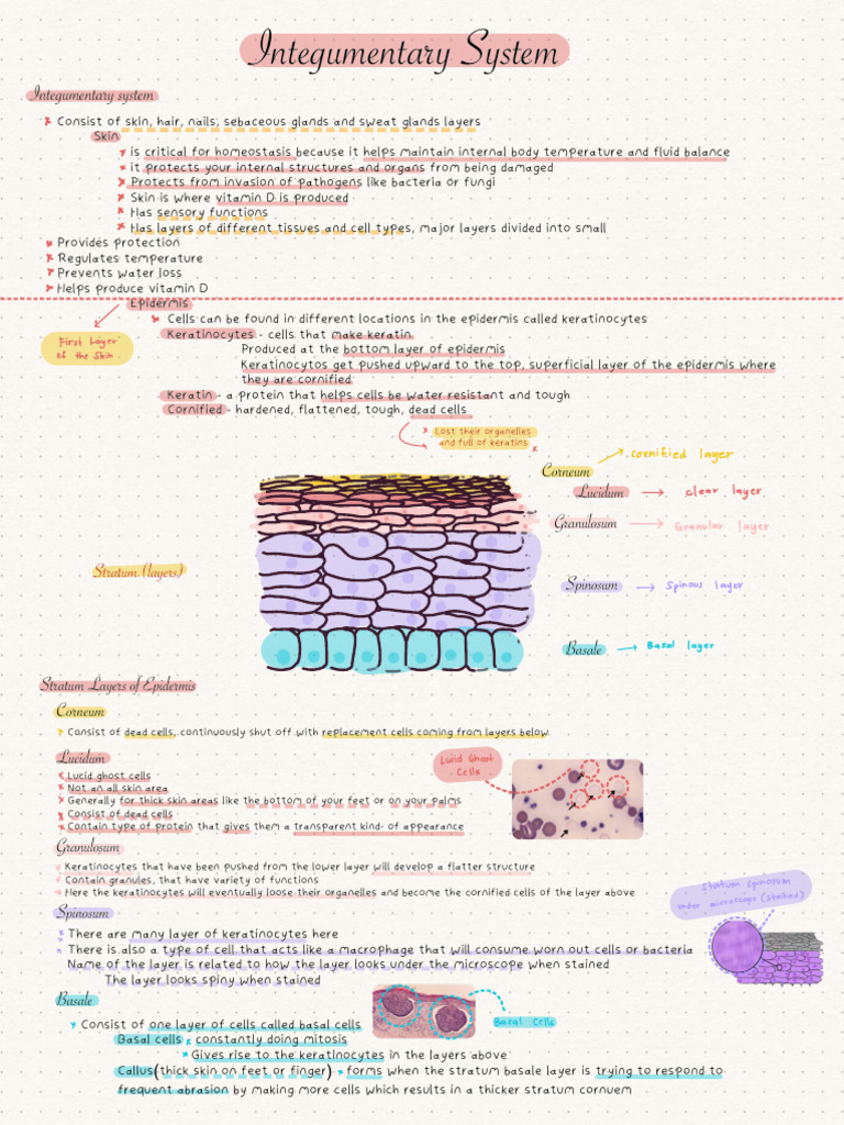 Integumentary System | PDF | Skin | Integumentary System