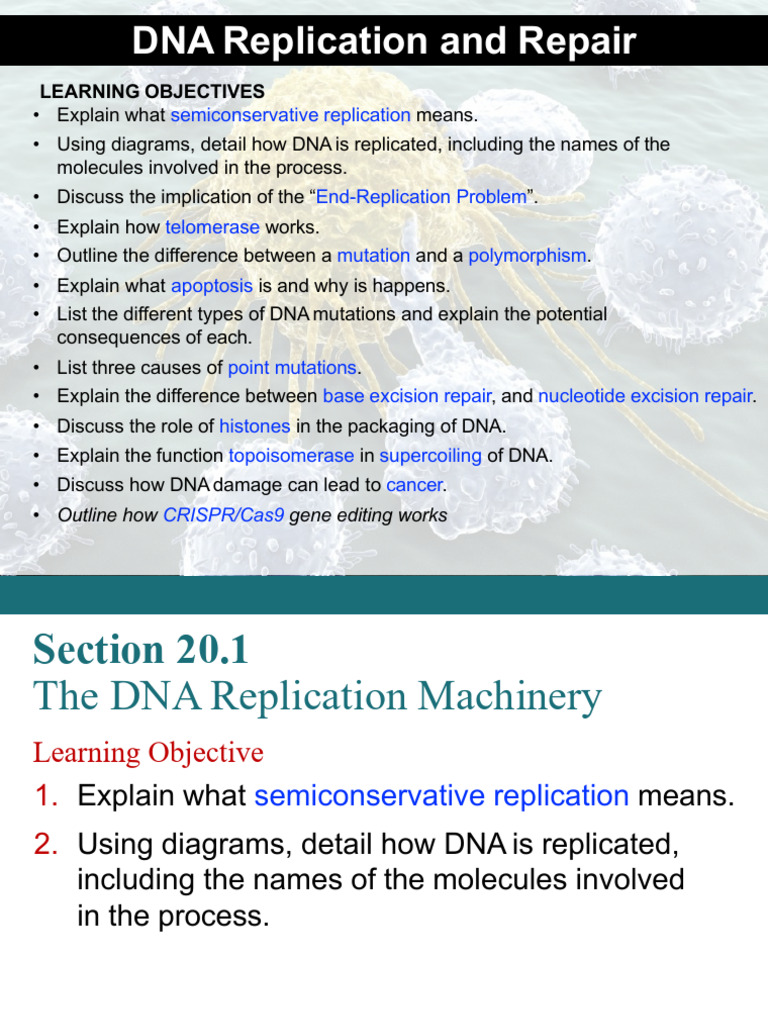 20 - DNA Replication and Repair | PDF