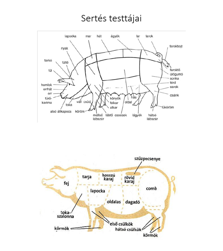 Segedanyag - Sertes Testtajai | PDF