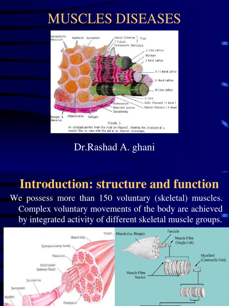 Understanding Muscle Diseases and Myopathies | PDF | Muscular Dystrophy ...