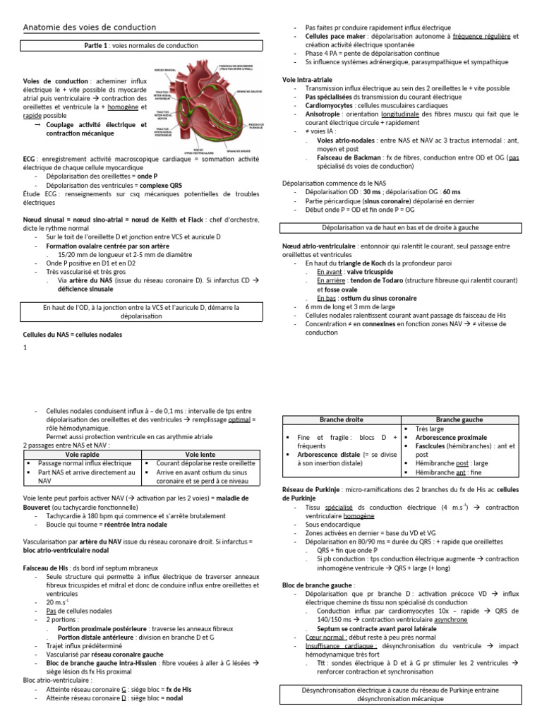 13.11.22 Anatomie Des Voies de Conduction | PDF