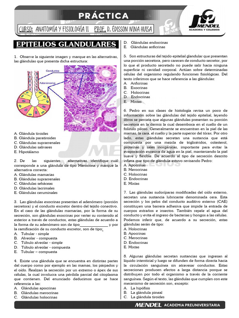 Epit. Glandulares-Práctica | PDF