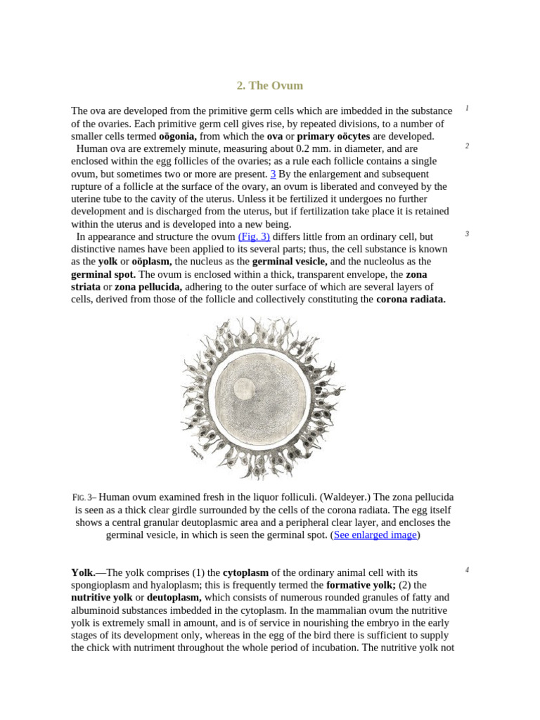Embryo 1 | PDF