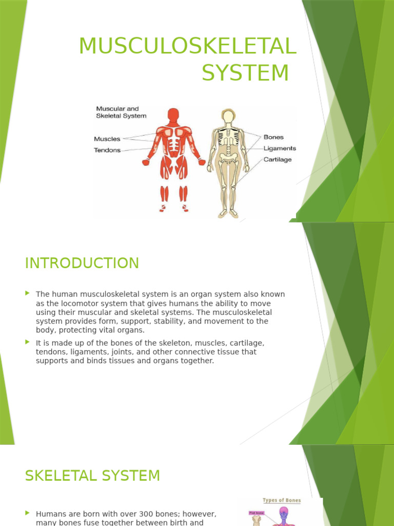 Overview of the Musculoskeletal System | PDF | Human Musculoskeletal ...