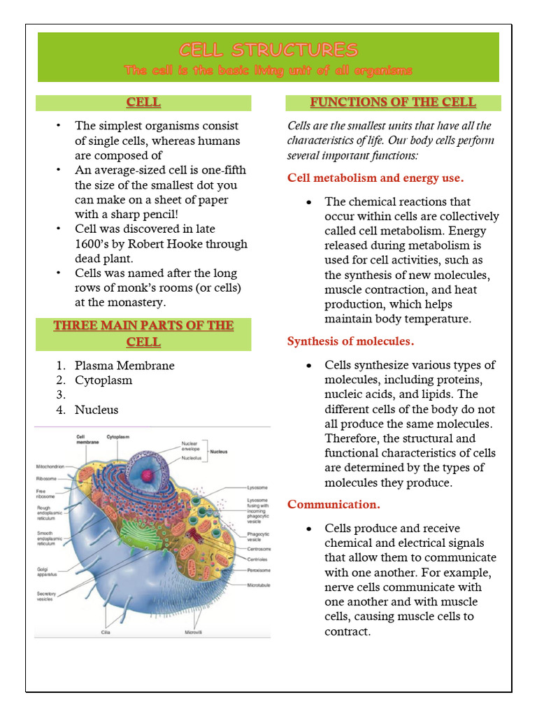 CELL STRUCTURE Chapter 3 | PDF