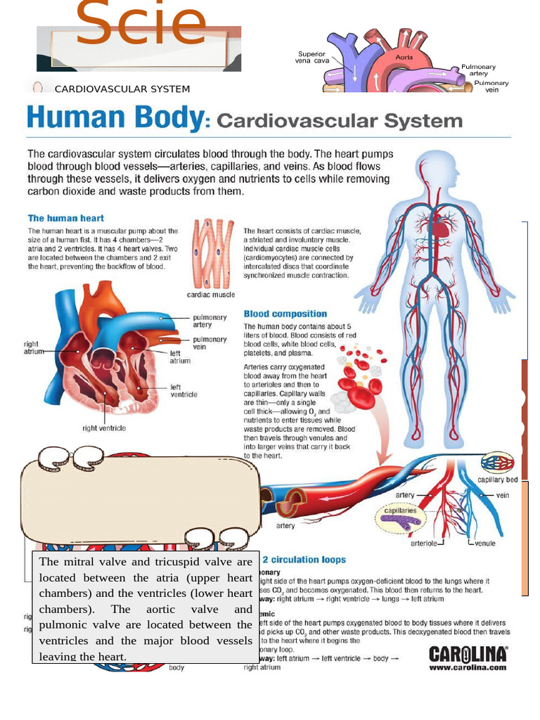 Part of The Heart and Human Body | PDF