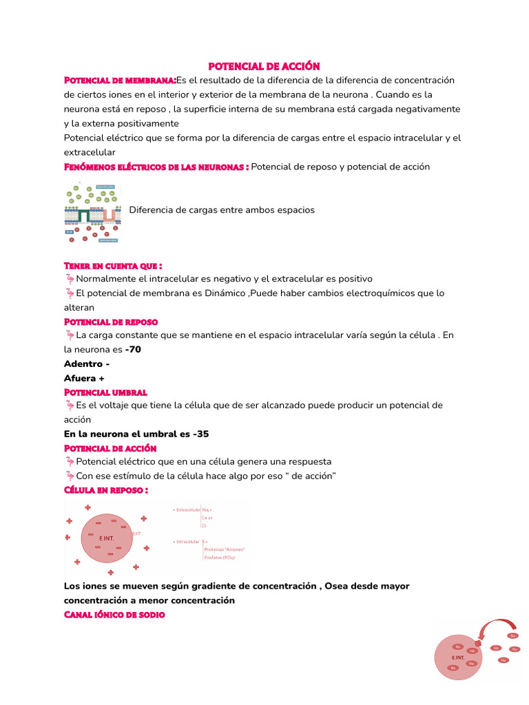 Potencial de Acción y Comunicación Neuronal | PDF | Sinapsis | Neurona